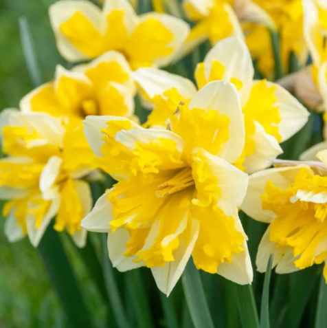 Daffodil Banana Splash