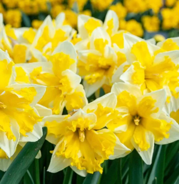 Daffodil Banana Splash
