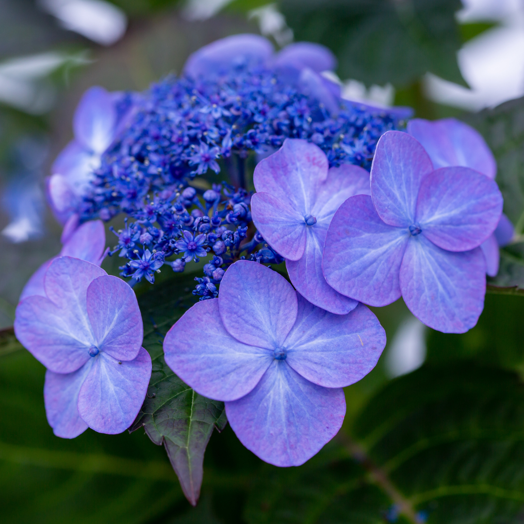Endless Summer® Pop Star® Hydrangea