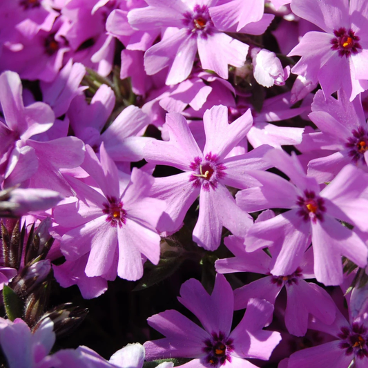 Creeping Phlox 'Fort Hill'