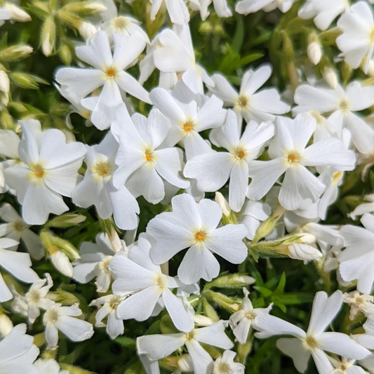 Creeping Phlox 'Early Spring'