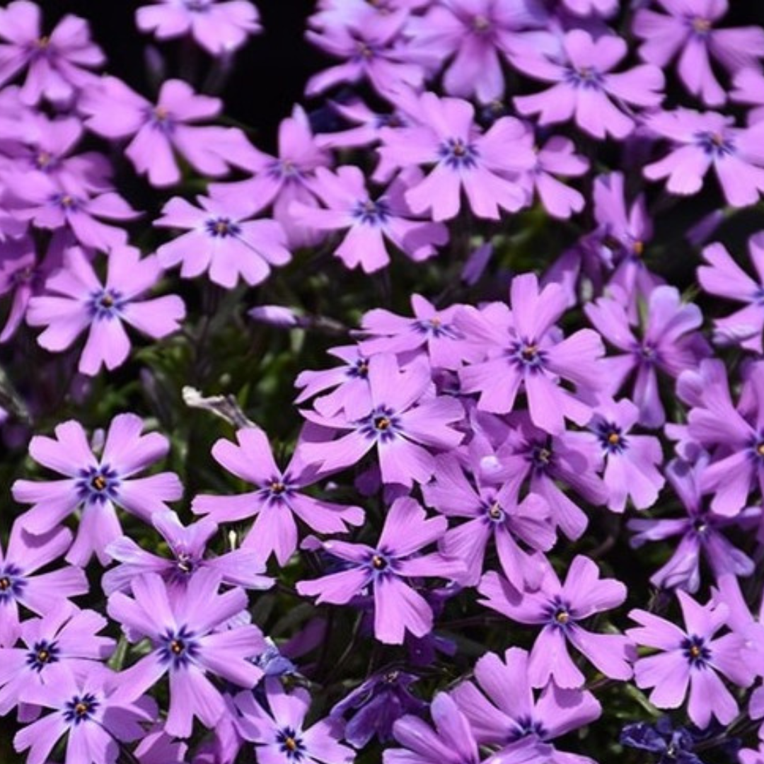 Creeping Phlox ‘Purple Beauty’