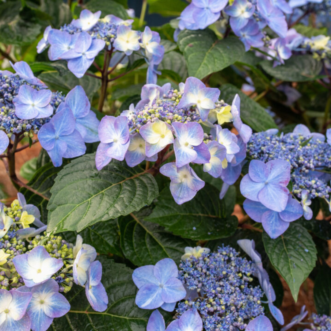 Endless Summer® Pop Star® Hydrangea