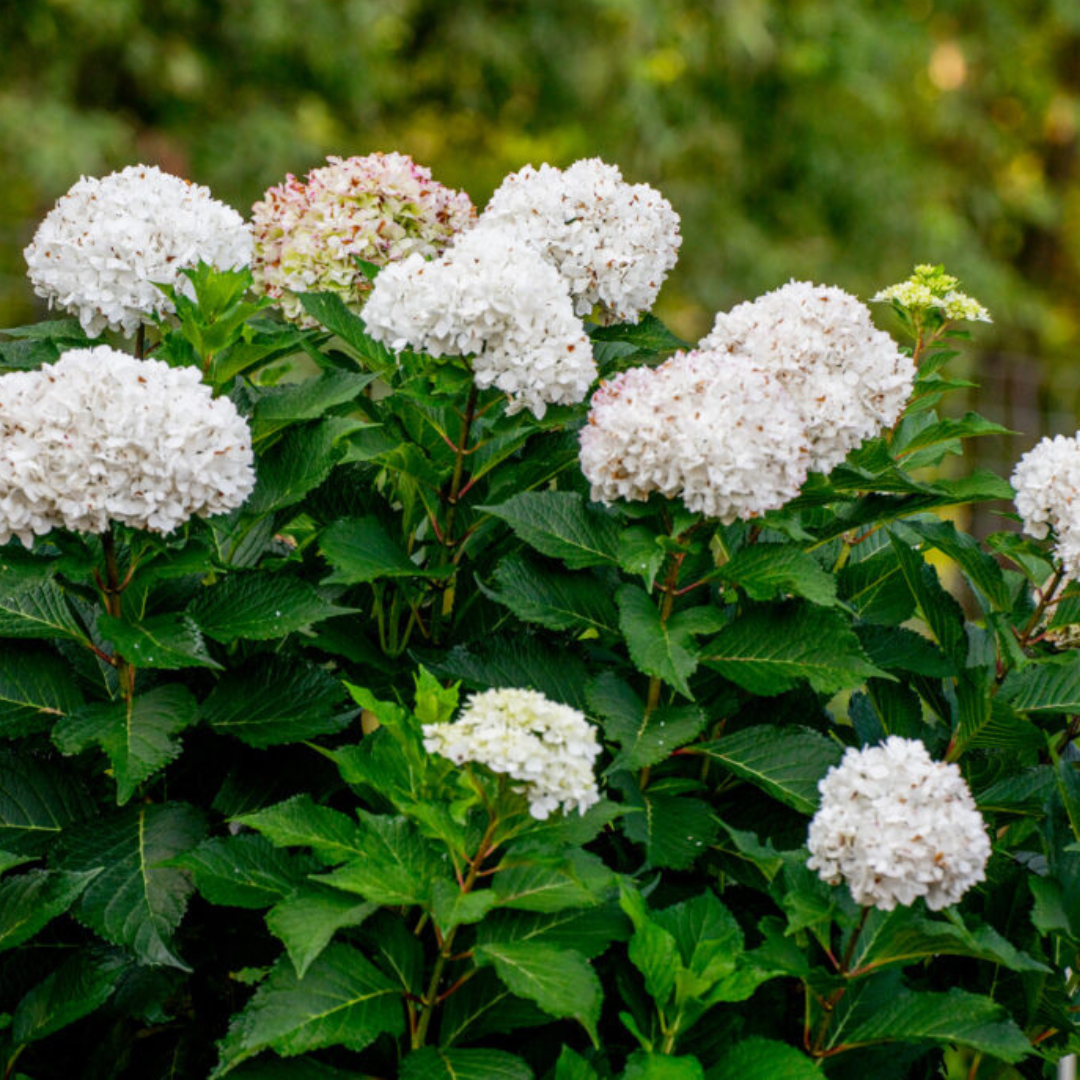 Endless Summer® Dreamcloud® Hydrangea