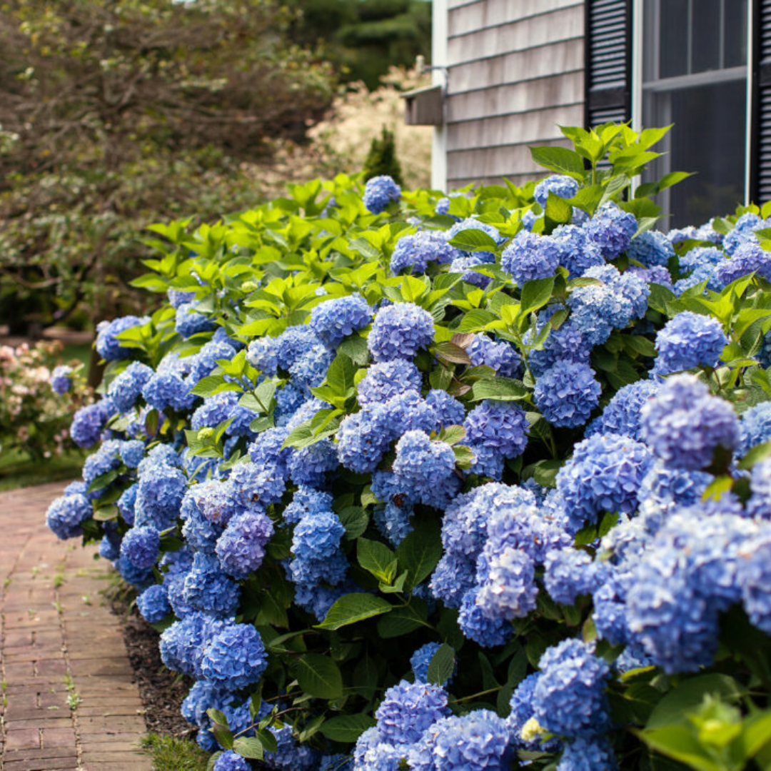 Original Endless Summer® Hydrangea