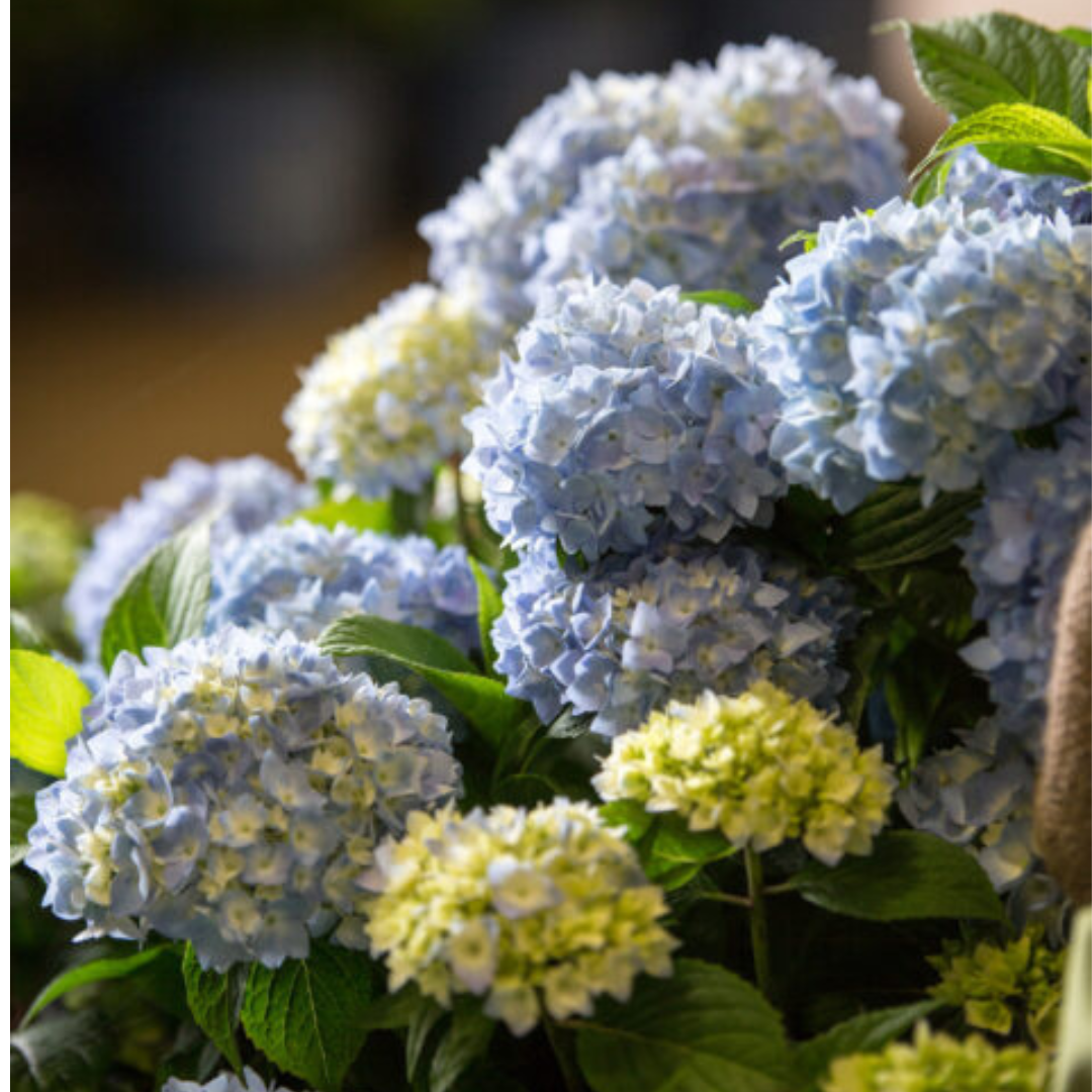 Original Endless Summer® Hydrangea