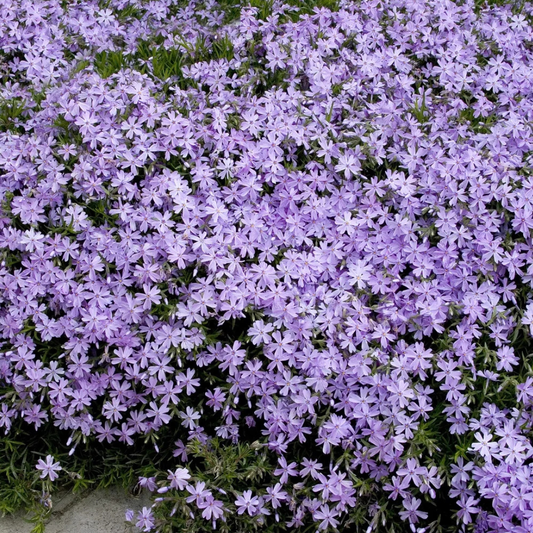 Creeping Phlox ‘Emerald Blue’