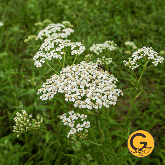 Common Yarrow // Pre-Order
