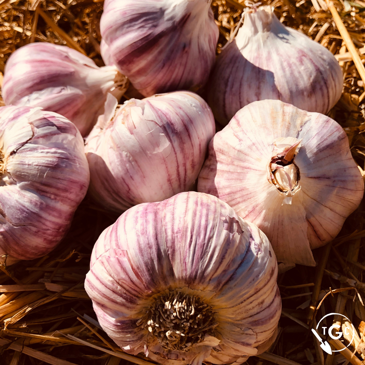 ‘Chesnok Red’ Organic Garlic