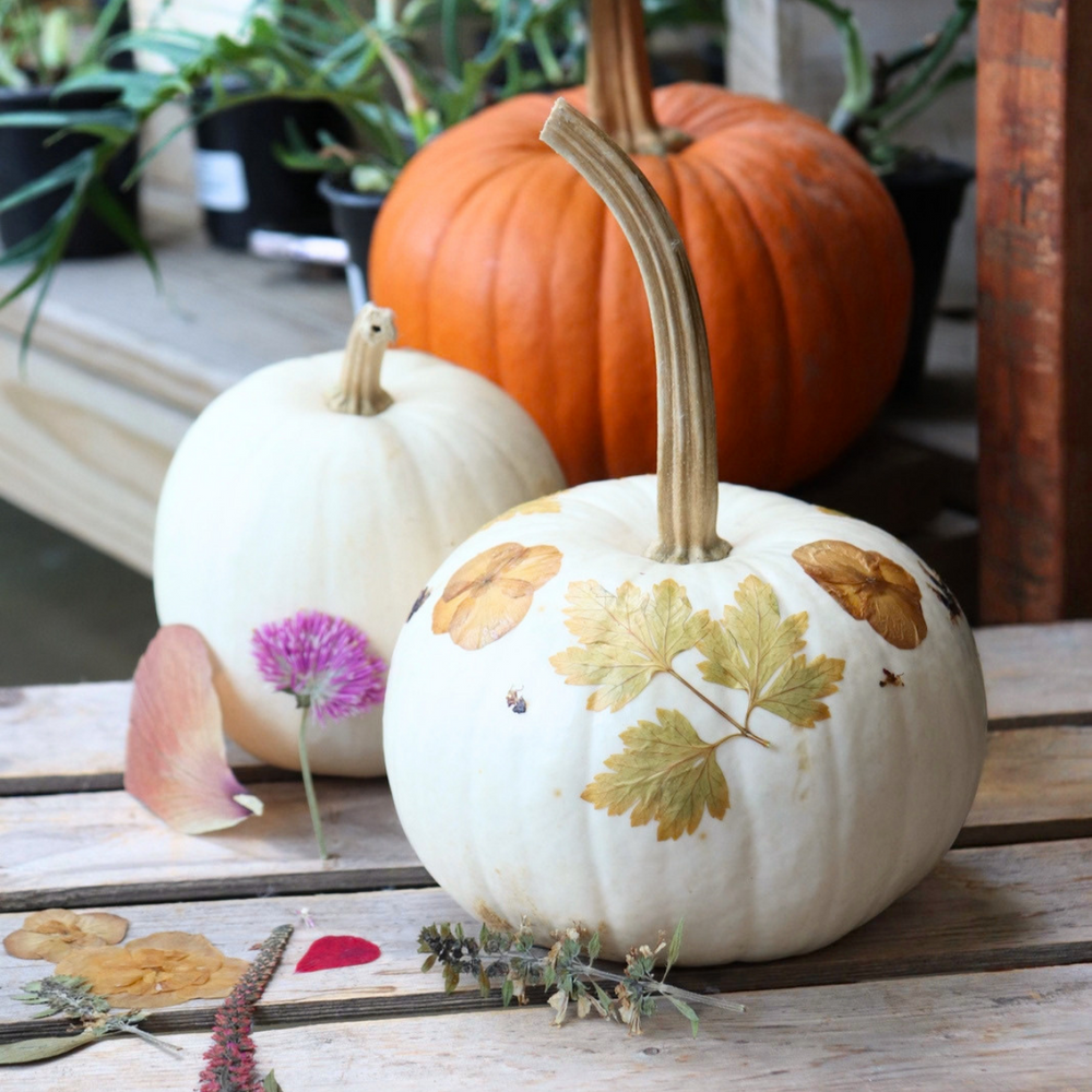 Pressed Flower Pumpkins 10/17