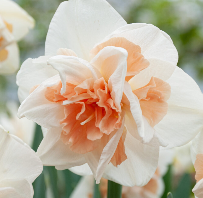 Daffodil Delnashaugh