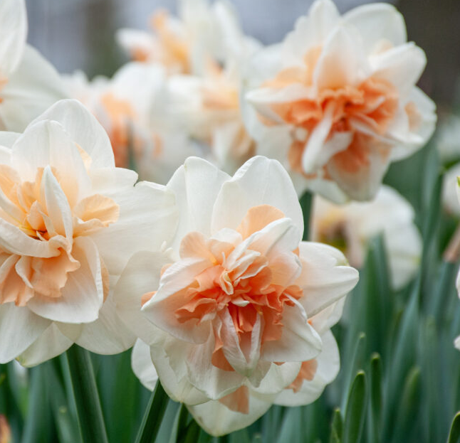 Daffodil Delnashaugh