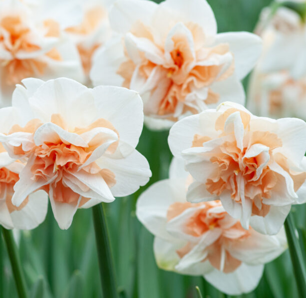 Daffodil Delnashaugh