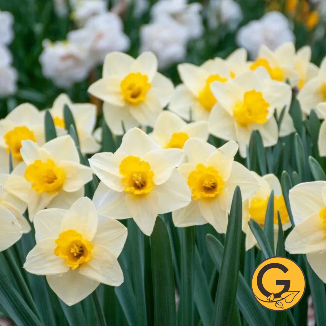 Daffodil 'Golden Salome' // Pre-Order