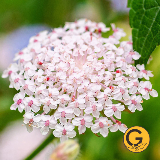 Didiscus 'Lacy Pink' // Pre-Order