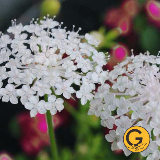 Didiscus 'Lacy White' // Pre-Order