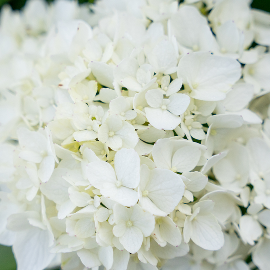 Endless Summer® Dreamcloud® Hydrangea