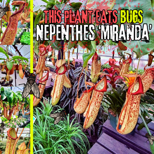 Nepenthes ‘Miranda’ Pitcher Plant