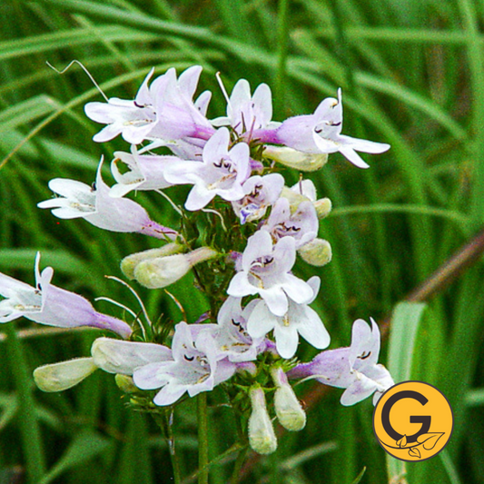 Foxglove Beardtongue // Pre-Order