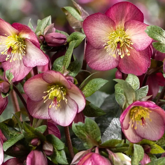 Hellebore 'Mary Marble'