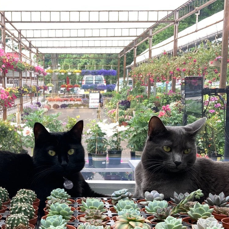 Pet-Safe Plant Seminar