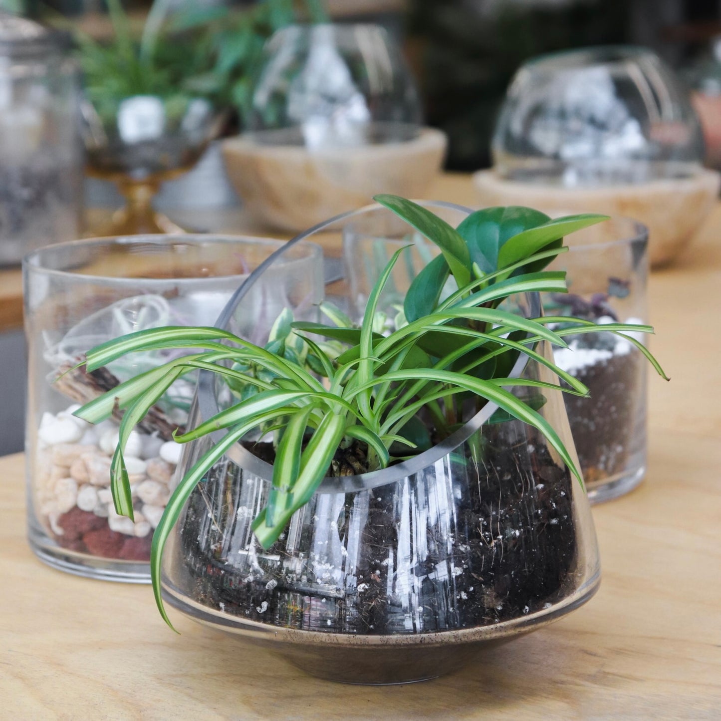 Terrarium Workshop: Foliage Plants