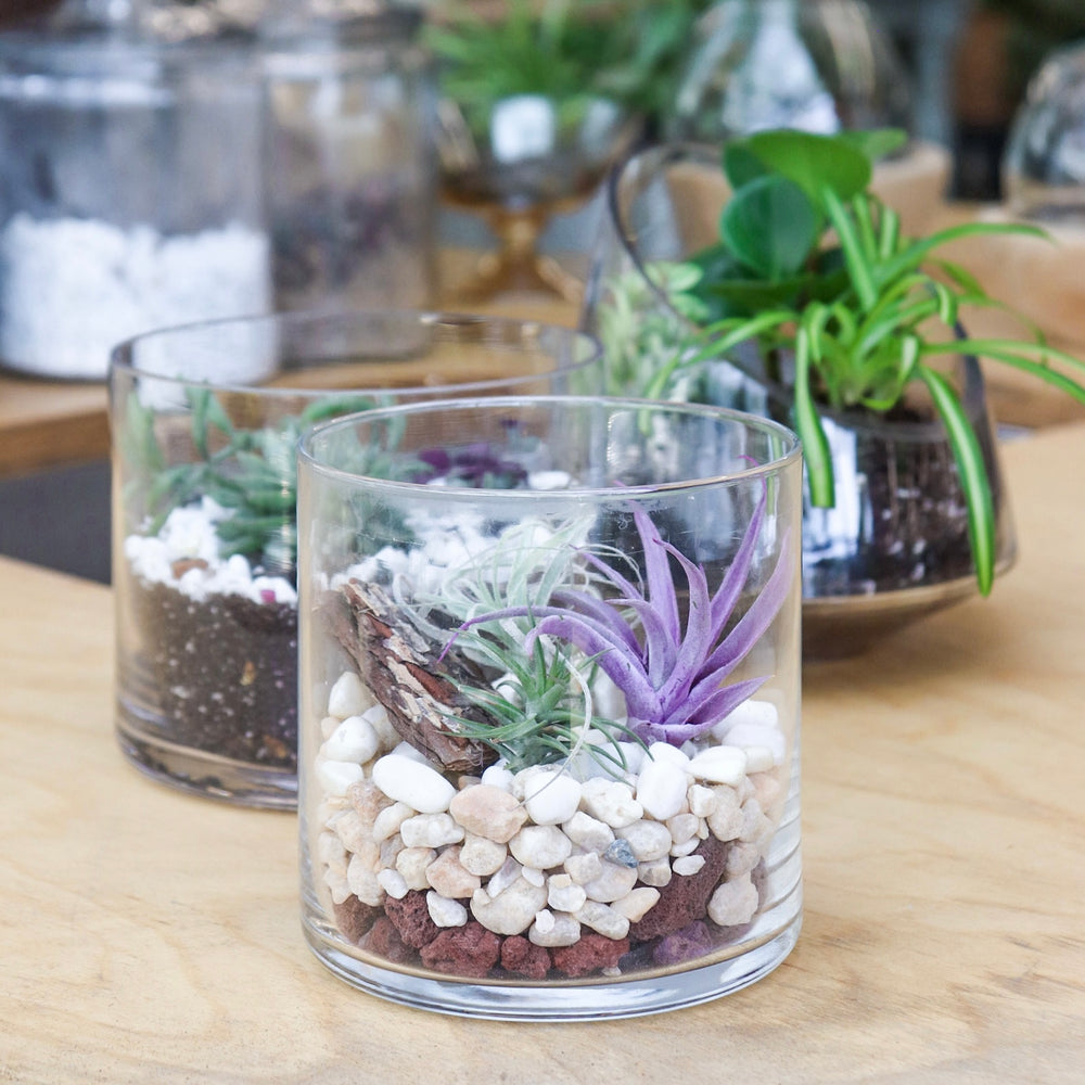 Terrarium Workshop: Air Plants
