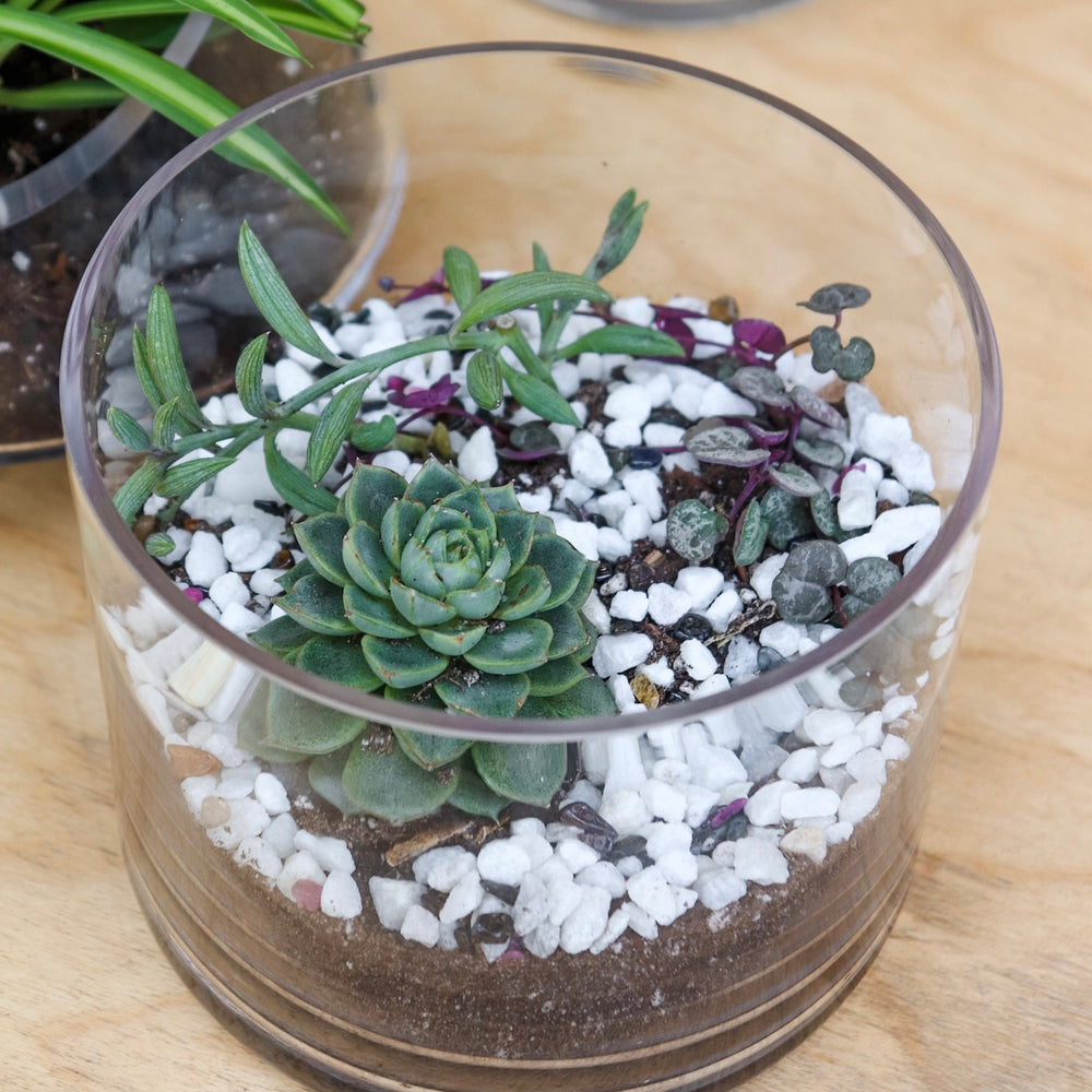 Terrarium Workshop: Succulents