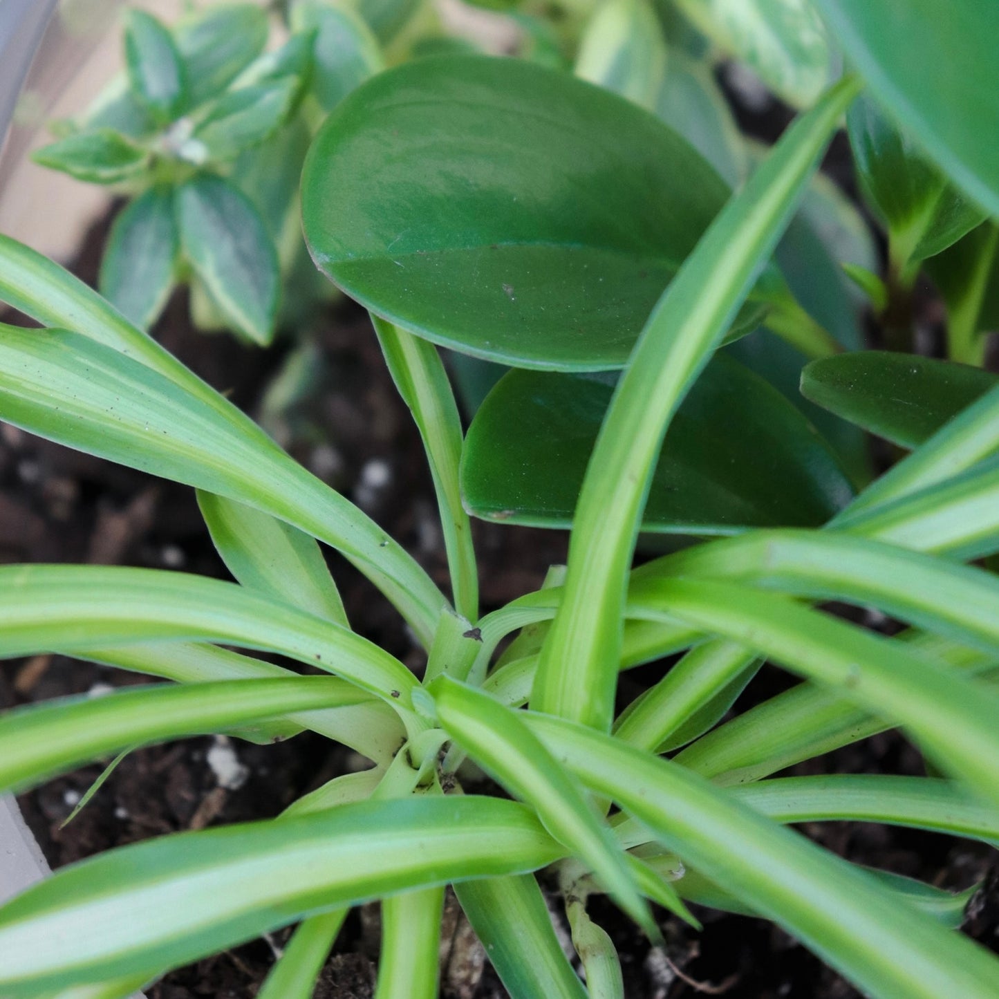 Terrarium Workshop: Foliage Plants