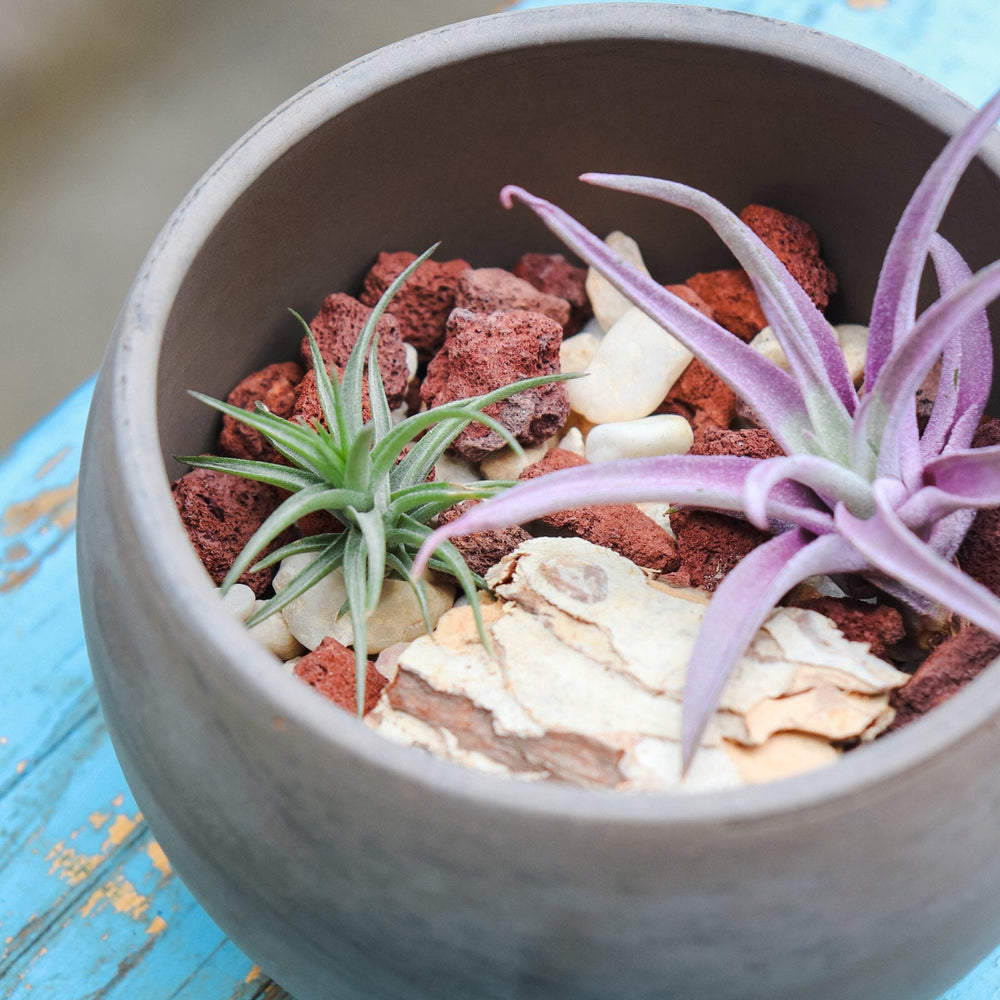 Terrarium Workshop: Air Plants