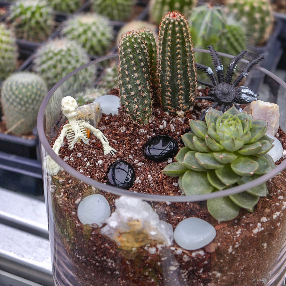 Terrarium Workshop: Spooky Succulents and Creepy Cacti