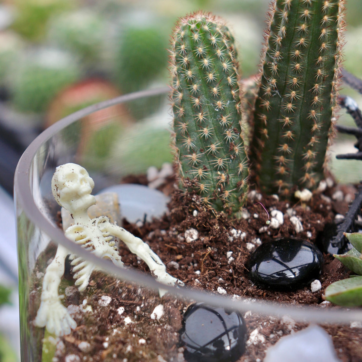 Terrarium Workshop: Spooky Succulents and Creepy Cacti