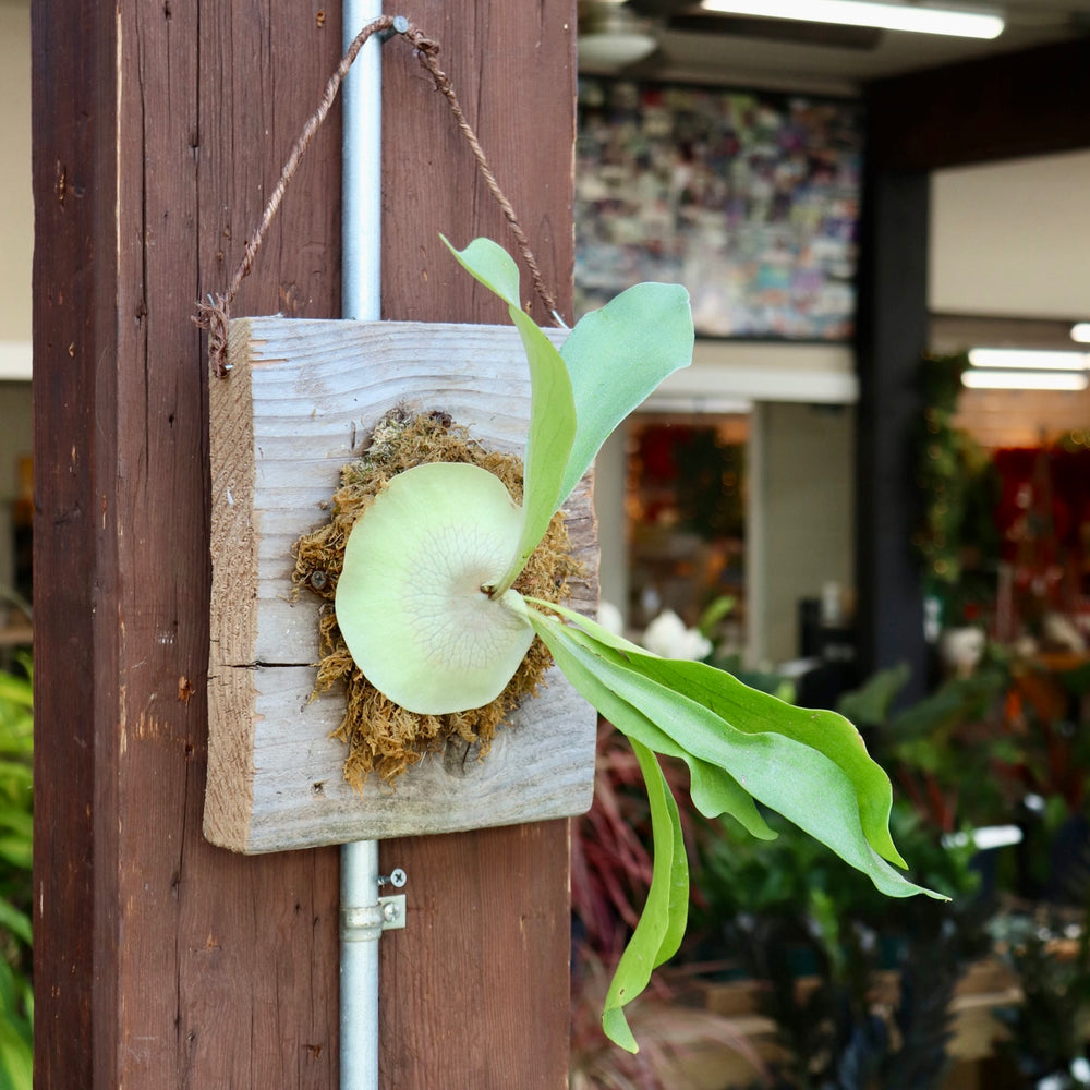 Staghorn Fern Mount Workshop