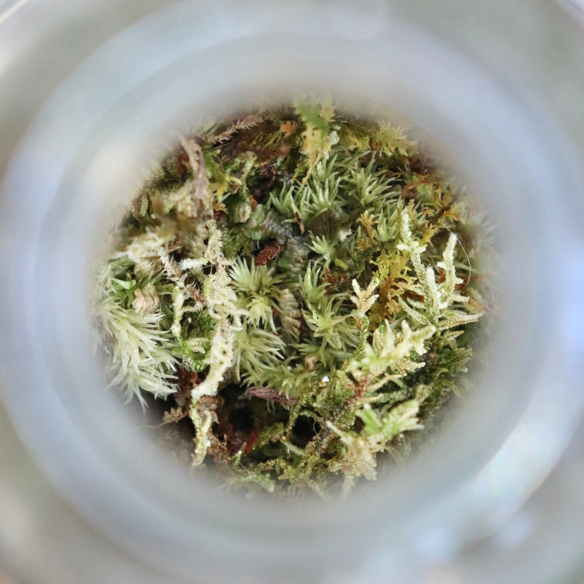 Terrarium Workshop BYOC (Bring Your Own Container)