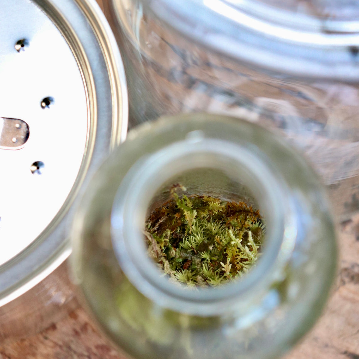 Terrarium Workshop BYOC (Bring Your Own Container)