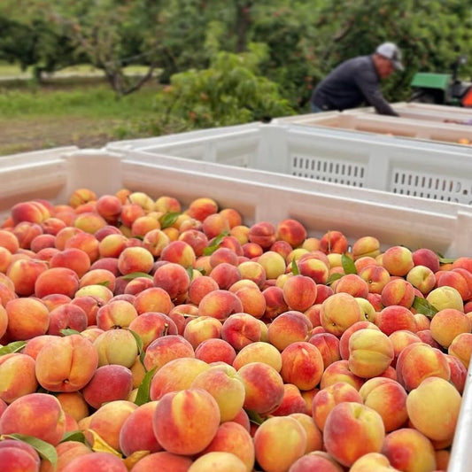 Pre-Order Southern Peaches  // EARLY AUGUST PICK UP