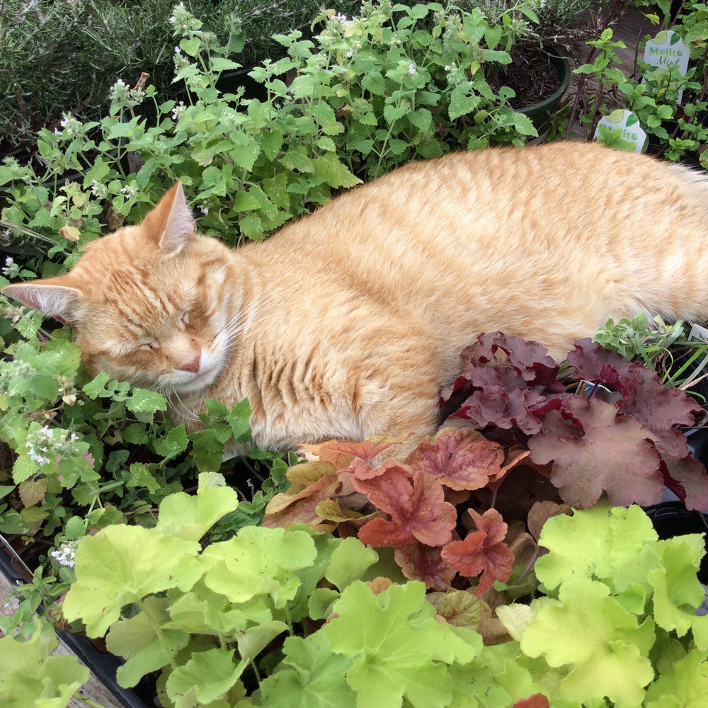 Pet-Safe Plant Seminar