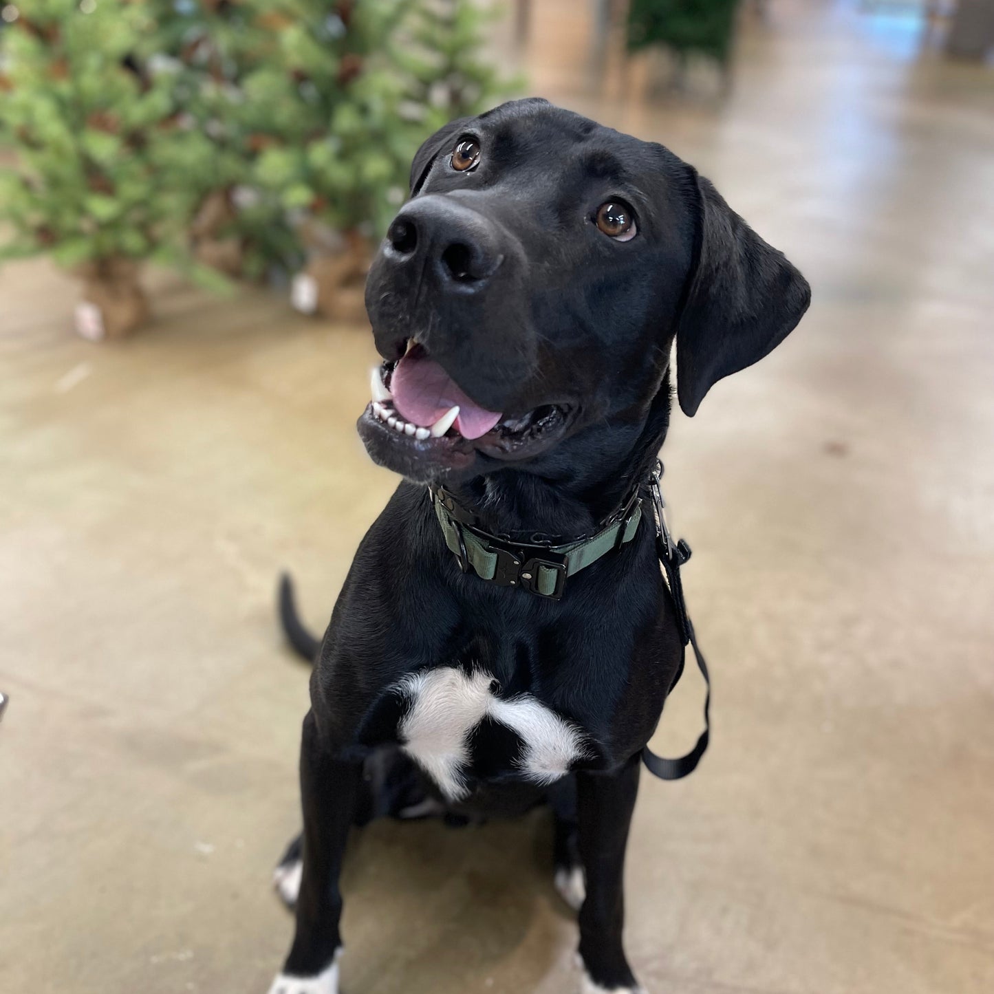Pet-Safe Plant Seminar