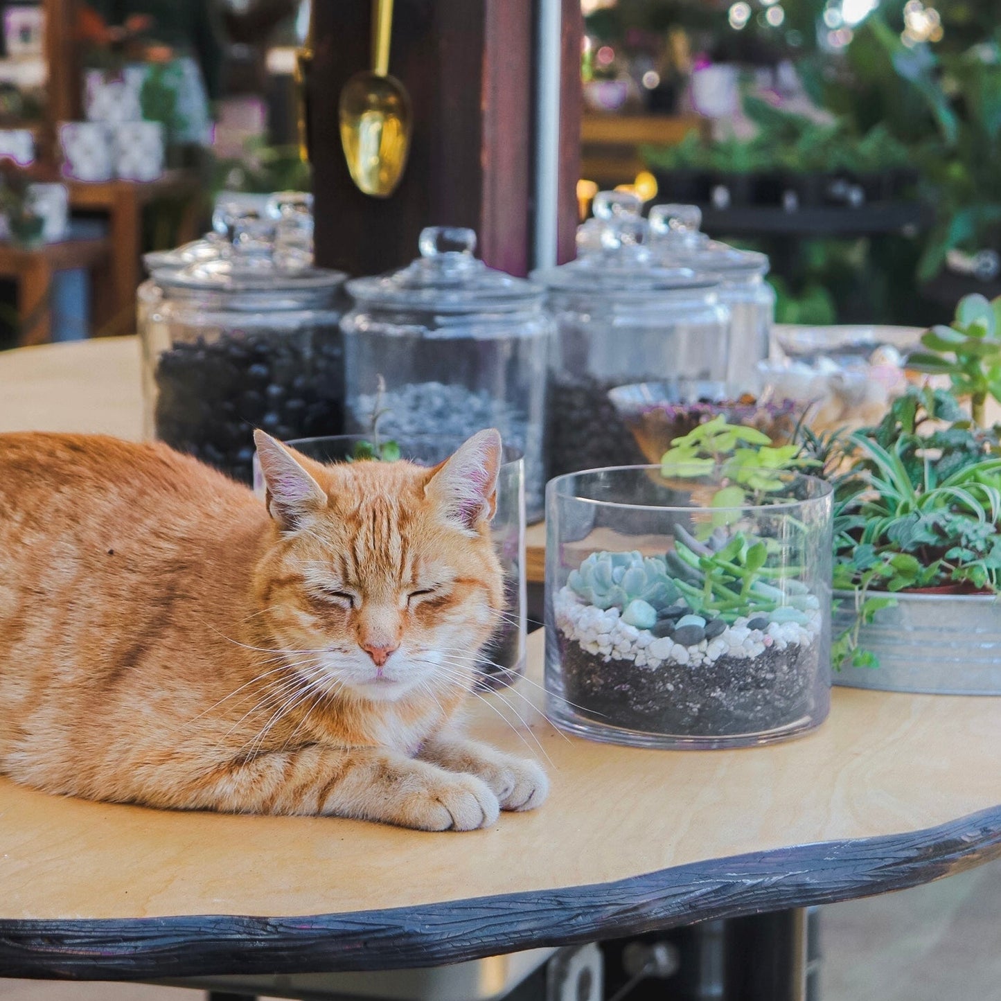 Terrarium Workshop: Succulents