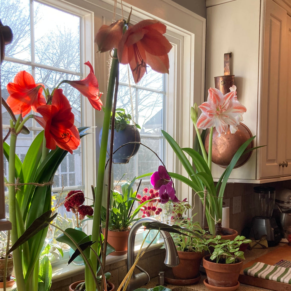 Amaryllis Seminar With Michelle