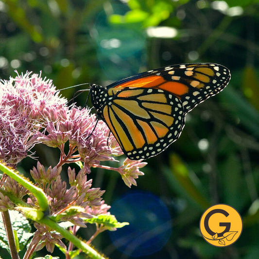 Joe Pye Weed // Pre-Order