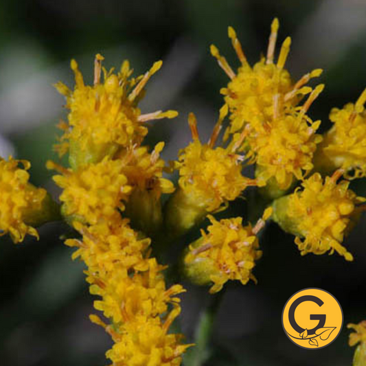 Grass-Leaved Goldentop // Pre-Order