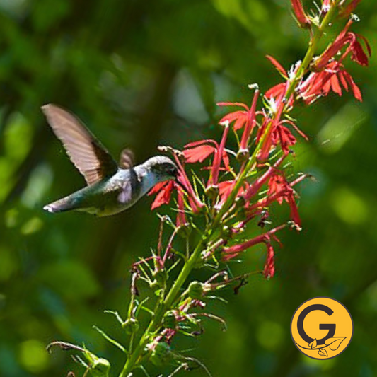 Lobelia 'Cardinalis' // Pre-Order