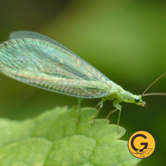 Green Lacewings // Pre-Order