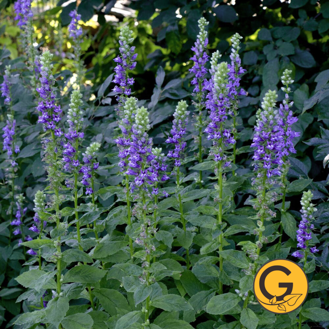 Lobelia 'Siphilitica' // Pre-Order