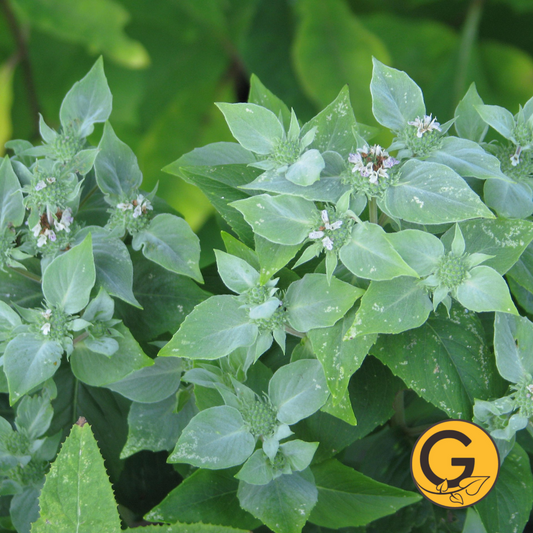 Smooth Mountain Mint // Pre-Order