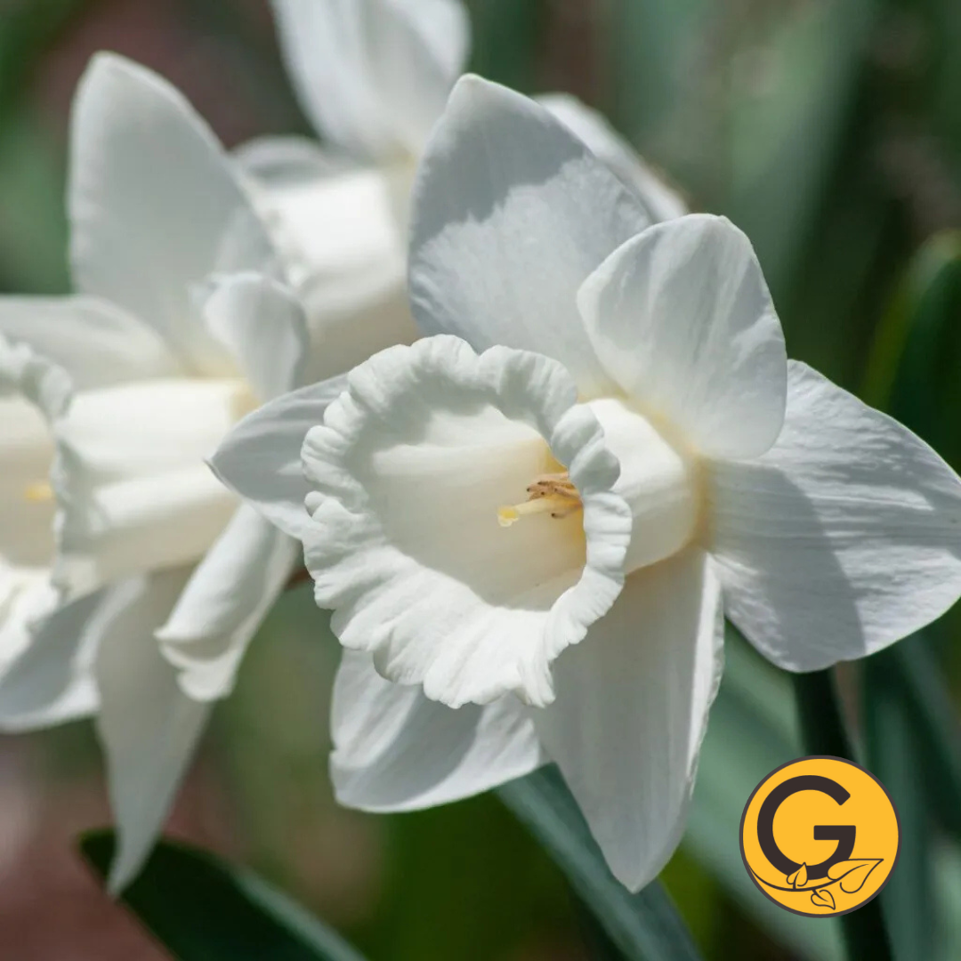 Daffodil 'Mt.Hood' // Pre-Order