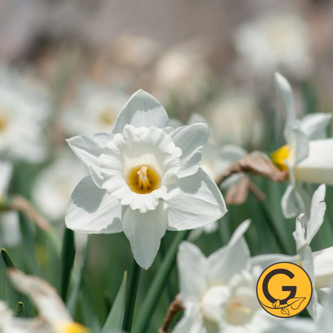 Daffodil 'Mt.Hood' // Pre-Order