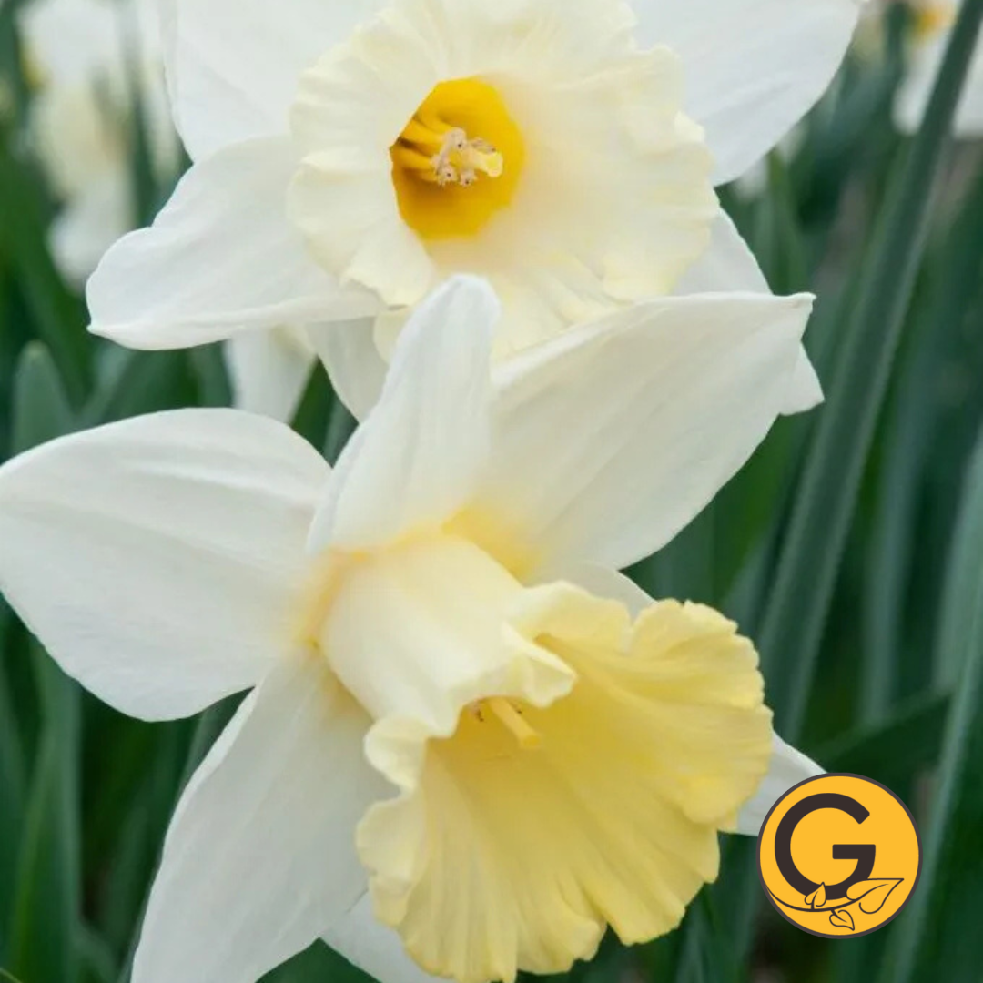 Daffodil 'Mt.Hood' // Pre-Order