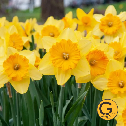 Daffodil 'Pride of Lions' // Pre-Order